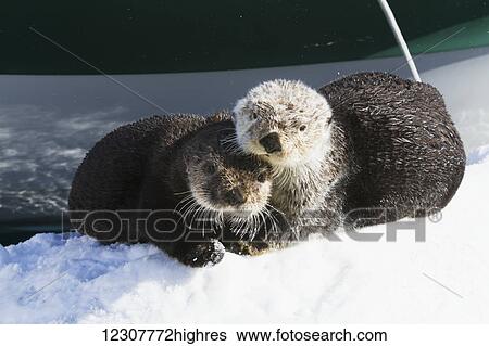 Stock Photograph - Pair of Sea otters huddling together, Whittier, Southcentral Alaska. Spring.. Fotosearch