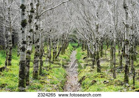 Path through the woods to Kylemore Abbey; Connemara, County Galway, Ireland View Large Photo Image Stock Photography - Path through the woods to Kylemore Abbey; Connemara, County Galway, Ireland. Fotosearch