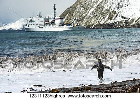 Stock Photograph - Penguin at the water's edge playing in the surf with a cruise ship along the coast; Antarctica. Fotosearch