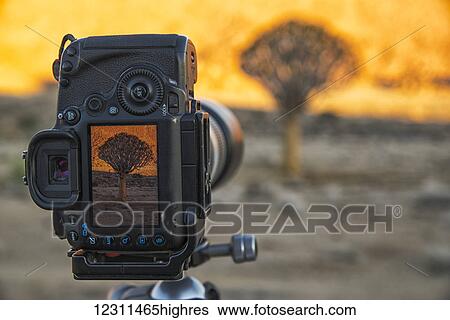 Stock Photograph - Photo of a camera taking a photo of a quiver tree (kokerboom or aloe dichotoma) in Richtersvld National Park; South Africa. Fotosearch