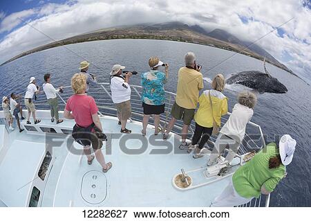 Photograhers on a whale watching boat out of Lahaina, Maui, get a close up look at a breaching humpback whale (Megaptera novaeangliae); Hawaii, United States of America View Large Photo Image Stock Photo - Photograhers on a whale watching boat out of Lahaina, Maui, get a close up look at a breaching humpback whale (Megaptera novaeangliae); Hawaii, United States of America. Fotosearch