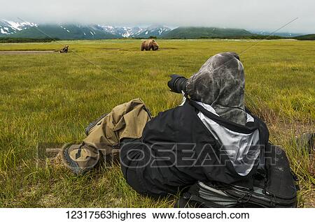 Stock Photograph - Photographer photographing coastal Brown Bears foraging on grasses, Katmai National Park, Southwest Alaska, USA. Fotosearch