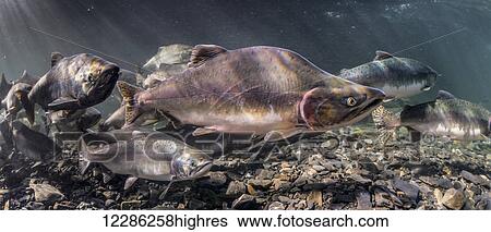 Stock Photograph - Pink and Chum salmon (Oncorhynchus gorbuscha and O. keta) summer spawning migration in a tributary of Prince William Sound, Alaska.. Fotosearch