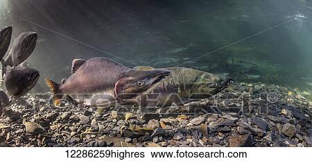 Stock Photograph - Pink and Chum salmon (Oncorhynchus gorbuscha and O. keta) summer spawning migration in a tributary of Prince William Sound, Alaska.. Fotosearch