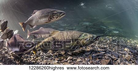 Stock Photograph - Pink and Chum salmon (Oncorhynchus gorbuscha and O. keta) summer spawning migration in a tributary of Prince William Sound, Alaska.. Fotosearch