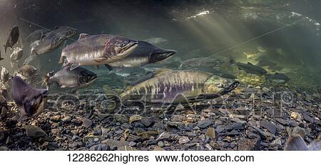 Stock Photograph - Pink and Chum salmon (Oncorhynchus gorbuscha and O. keta) summer spawning migration in a tributary of Prince William Sound, Alaska.. Fotosearch