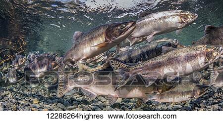 Stock Photograph - Pink and Chum salmon (Oncorhynchus gorbuscha and O. keta) summer spawning migration in a tributary of Prince William Sound, Alaska.. Fotosearch