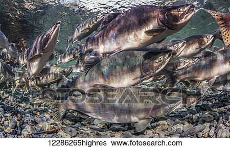 Stock Photograph - Pink and Chum salmon (Oncorhynchus gorbuscha and O. keta) summer spawning migration in a tributary of Prince William Sound, Alaska.. Fotosearch