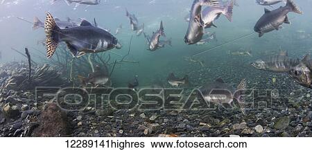 Stock Photograph - Pink and Chum salmon (Oncorhynchus gorbuscha and Oncorhynchus keta) summer spawning migration in a tributary of Prince William Sound, Alaska.. Fotosearch