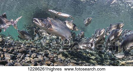 Stock Photograph - Pink Salmon (Oncorhynchus gorbuscha) summer spawning migration in a tributary of Prince William Sound, Alaska.. Fotosearch