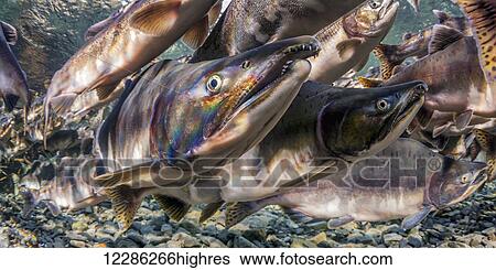 Stock Photograph - Pink Salmon (Oncorhynchus gorbuscha) summer spawning migration in a tributary of Prince William Sound, Alaska.. Fotosearch