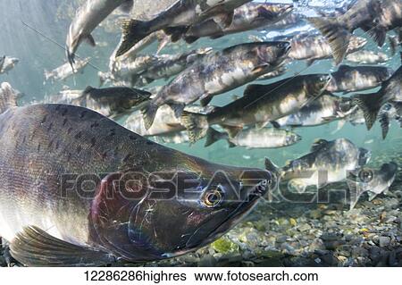 Stock Photograph - Pink Salmon (Oncorhynchus gorbuscha) summer spawning migration in a tributary of Prince William Sound, Alaska.. Fotosearch