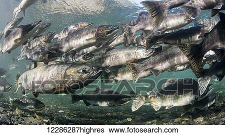 Pink Salmon (Oncorhynchus gorbuscha) summer spawning migration in a tributary of Prince William Sound, Alaska. View Large Photo Image Stock Photograph - Pink Salmon (Oncorhynchus gorbuscha) summer spawning migration in a tributary of Prince William Sound, Alaska.. Fotosearch