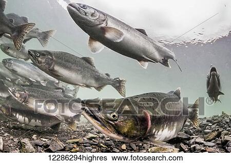 Pink Salmon (Oncorhynchus gorbuscha) summer spawning migration in a tributary of Prince William Sound, Alaska. View Large Photo Image Stock Photograph - Pink Salmon (Oncorhynchus gorbuscha) summer spawning migration in a tributary of Prince William Sound, Alaska.. Fotosearch