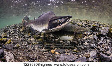 Stock Photograph - Pink salmon (Oncorhynchus gorbuscha) spawning pair in an Alaskan intertidal stream during the summer.. Fotosearch