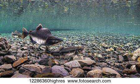 Pink salmon (Oncorhynchus gorbuscha) probes her redd while her alpha male guards in an Alaska stream during summer. View Large Photo Image Stock Photograph - Pink salmon (Oncorhynchus gorbuscha) probes her redd while her alpha male guards in an Alaska stream during summer.. Fotosearch
