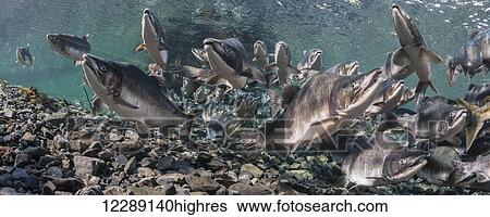 Stock Photograph - Pink Salmon (Oncorhynchus gorbuscha) summer spawning migration in a tributary of Prince William Sound, Alaska.. Fotosearch