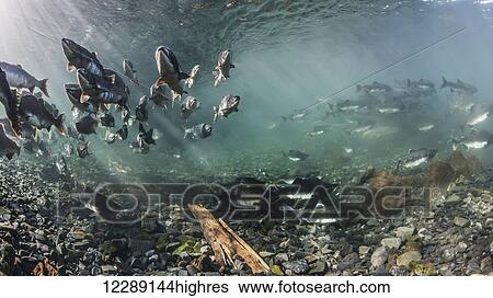 Stock Photograph - Pink Salmon (Oncorhynchus gorbuscha) summer spawning migration in a tributary of Prince William Sound, Alaska.. Fotosearch