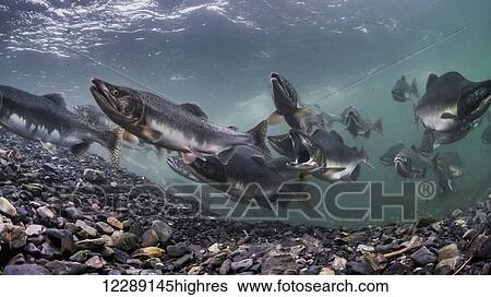 Stock Photograph - Pink Salmon (Oncorhynchus gorbuscha) summer spawning migration in a tributary of Prince William Sound, Alaska.. Fotosearch