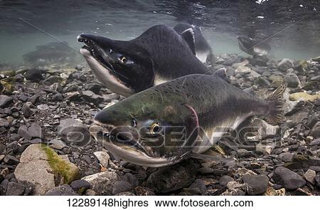 Stock Photograph - Pink Salmon (Oncorhynchus gorbuscha) spawning pair in an intertidal stream that is a tributary of Prince William Sound, Southcentral Alaska. Fotosearch
