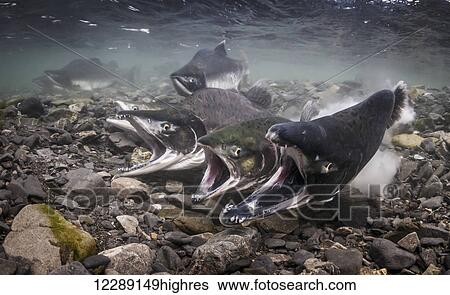 Stock Photograph - Pink Salmon (Oncorhynchus gorbuscha) spawning in an intertidal stream that is a tributary of Prince William Sound, Southcentral Alaska. Fotosearch
