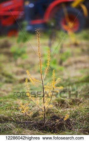 Stock Photograph - Planting Tamarack (Larix laricina) and other trees and shrubs along Scanlon Creek; Bradford, Ontario, Canada. Fotosearch