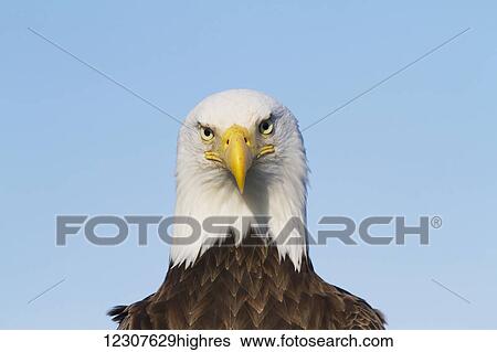 Portrait of a Bald Eagle, Homer, Kenai Peninsula, Southcentral Alaska, USA View Large Photo Image Stock Photograph - Portrait of a Bald Eagle, Homer, Kenai Peninsula, Southcentral Alaska, USA. Fotosearch
