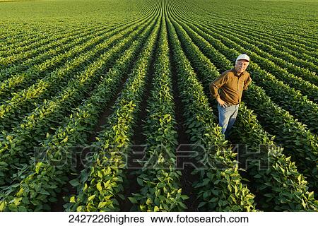 Stock Photograph - Portrait of a farmer holding several soybean plants while inspecting his mid season soybean crop; Iowa, United States of America. Fotosearch
