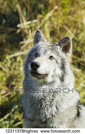 Stock Photograph - Portrait of a female Gray Wolf (canis lupus) looking up, captive, Alaska Wildlife Conservation Center; Portage, Alaska, United States of America. Fotosearch