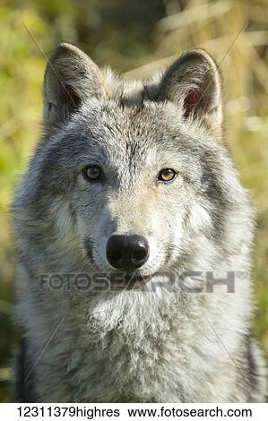 Stock Photograph - Portrait of a female Gray Wolf (canis lupus), captive, Alaska Wildlife Conservation Center; Portage, Alaska, United States of America. Fotosearch