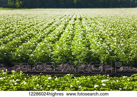 Potato field; Bradford, Ontario, Canada View Large Photo Image Stock Photograph - Potato field; Bradford, Ontario, Canada. Fotosearch