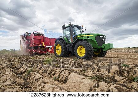 Potato harvesting; Cape Town, Western Cape, South Africa View Large Photo Image Stock Photograph - Potato harvesting; Cape Town, Western Cape, South Africa. Fotosearch