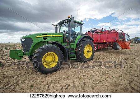 Stock Photograph - Potato harvesting; Cape Town, Western Cape, South Africa. Fotosearch