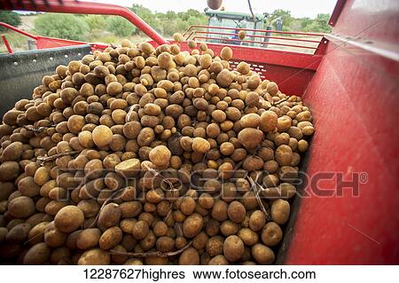 Potatoes being harvested; Cape Town, Western Cape, South Africa View Large Photo Image Stock Photograph - Potatoes being harvested; Cape Town, Western Cape, South Africa. Fotosearch