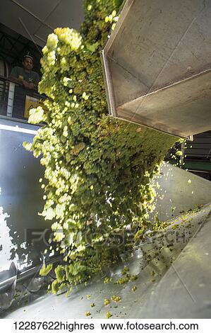 Process of grapes being made in to wine; Stellenbosch, Gautang, South Africa View Large Photo Image Stock Photograph - Process of grapes being made in to wine; Stellenbosch, Gautang, South Africa. Fotosearch