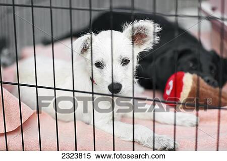 Stock Photography - Puppies in a cage waiting to be adopted at an animal rescue shelter; Morden, Manitoba, Canada. Fotosearch