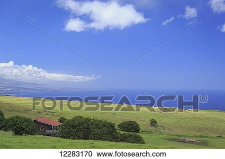 Rancher’s cabin oversees mixed beef cattle grazing in North Kohala with view to Kona coastline; Island of Hawaii, Hawaii, United States of America View Large Photo Image Stock Image - Rancher’s cabin oversees mixed beef cattle grazing in North Kohala with view to Kona coastline; Island of Hawaii, Hawaii, United States of America. Fotosearch