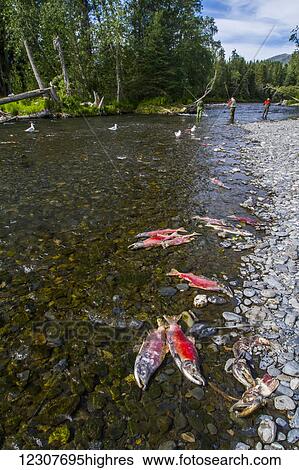Red Salmon and fishermen in the Russian River with dead spawned out fish on shoreline, Summer, Southcentral Alaska. View Large Photo Image Stock Photograph - Red Salmon and fishermen in the Russian River with dead spawned out fish on shoreline, Summer, Southcentral Alaska.. Fotosearch