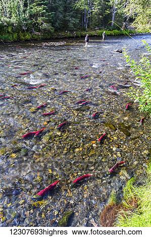 Stock Photograph - Red Salmon in Russian River with fishermen in the background, Southcentral Alaska, USA. Fotosearch