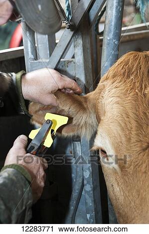 Replacing an ear tag in a beef cow, to comply with regulations; United Kingdom View Large Photo Image Stock Image - Replacing an ear tag in a beef cow, to comply with regulations; United Kingdom. Fotosearch