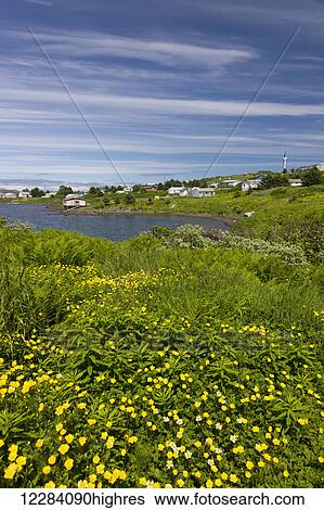 Stock Photograph - Residential homes along the coast, Sand Point, Southwestern Alaska, USA, Summer. Fotosearch