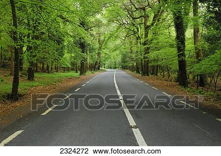Stock Image - Road through forest in Killarney National Park; Killarney, County Kerry, Ireland. Fotosearch