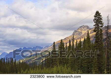Stock Image - Rocky Mountains and evergreen forest, viewed from the Icefields Parkway, Jasper National Park; Alberta, Canada. Fotosearch