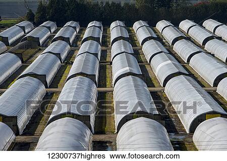 Rows of greenhouses on a farm in the Fraser Valley; British Columbia, Canada View Large Photo Image Stock Photograph - Rows of greenhouses on a farm in the Fraser Valley; British Columbia, Canada. Fotosearch