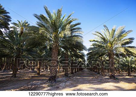 Stock Photograph - Rows of palm trees under a blue sky; Israel. Fotosearch