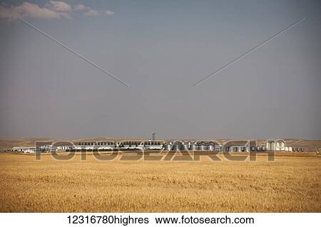 Stock Photograph - Rows of silos on golden farmland; Saskatchewan, Canada. Fotosearch