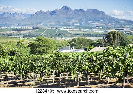 Rows of vines in a vineyard with mountains; Stellenbosch, Western Cape, South Africa View Large Photo Image Stock Photography - Rows of vines in a vineyard with mountains; Stellenbosch, Western Cape, South Africa. Fotosearch