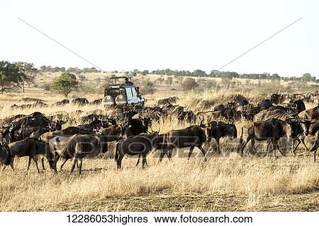 Stock Photograph - Safari vehicle passes through group of migrating Wildebeest (Connochaetes) in dry season savannah, Serengeti National Park; Tanzania. Fotosearch