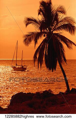 Sailboat and palm tree at sunset; Kihei, Maui, Hawaii, United States of America View Large Photo Image Stock Photograph - Sailboat and palm tree at sunset; Kihei, Maui, Hawaii, United States of America. Fotosearch