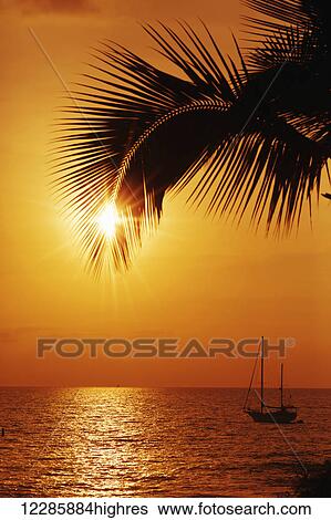 Sailboat and palm tree at sunset; Kihei, Maui, Hawaii, United States of America View Large Photo Image Stock Photograph - Sailboat and palm tree at sunset; Kihei, Maui, Hawaii, United States of America. Fotosearch